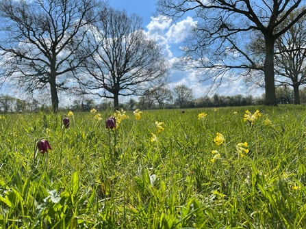 Mickfield Meadow – Steve Aylward