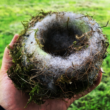 Blue tit nest 