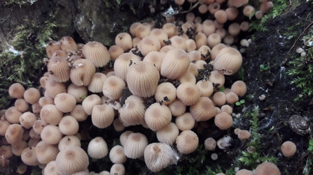 Trooping crumble cap at Bradfield Woods - Alex Lack