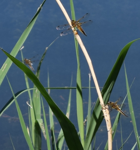 four-spotted chaser by Emily Quilton