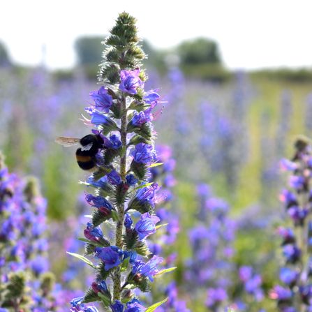 vipers bugloss by Emily Quilton