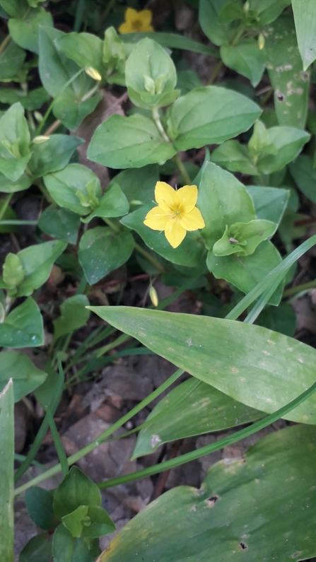 Yellow pimpernel at Bradfield Woods – Alex Lack