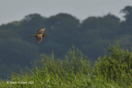 Bittern at Carlton Marshes – Gavin Durrant