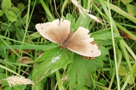 Meadow brown at Mickfield Meadow - Gabby King