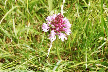 Pyramidal orchid – Gabby King