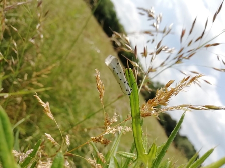 Thistle ermine moth – Nick Mason