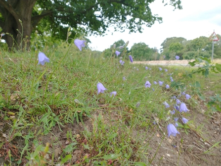 Harebells, Sam Norris, Knettishall Heath