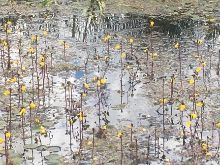 Bladderwort at Castle Marshes – Matt Gooch