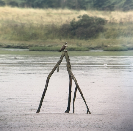 Osprey on River Blyth estuary - Steve Chadwick