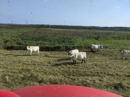 Topping Hen Reedbeds – Jamie Smith