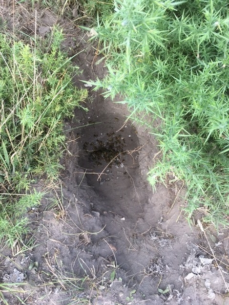 Wasp nest at Captain’s Wood – Andrew Bennett