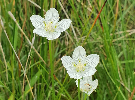 Grass of Parnassus at Market Weston Fen – Joe Bell-Tye