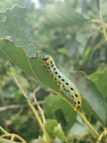 Sawfly larvae at Lackford Lakes - Joe Bell-Tye 