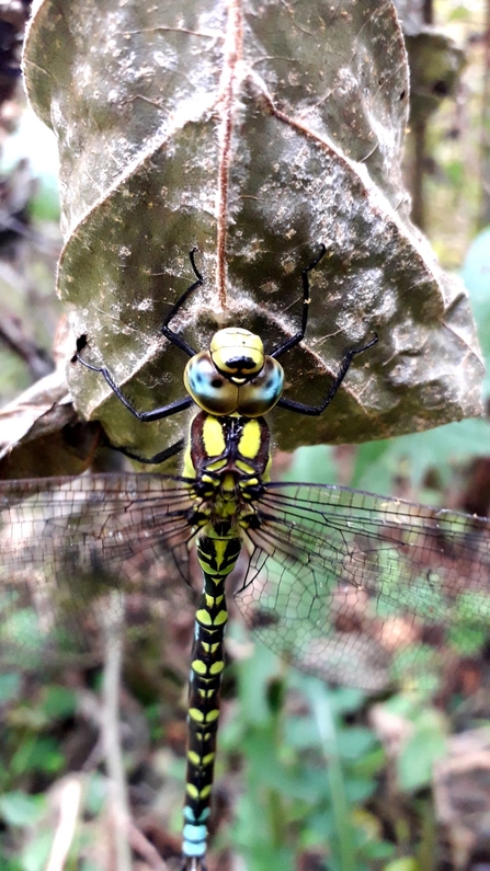 Southern hawker at Bradfield Woods - Alex Lack