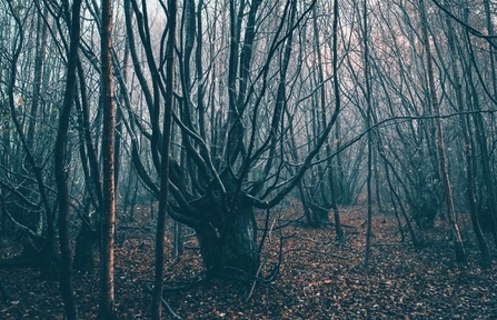 Hornbeam at Reydon Wood – Sarah Groves