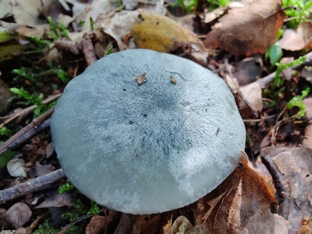 Green brittlegill – David Stansfeld
