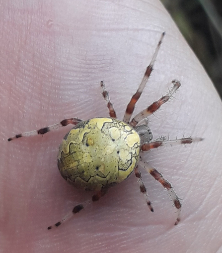 Marbled orb-weaver - Alex Lack