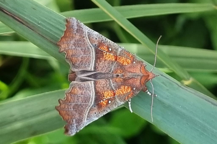 Herald moth – Joe Bell-Tye