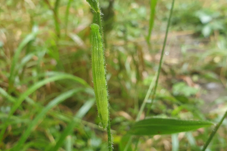 Speckled wood caterpillar at Reydon Wood – Daniel Doughty