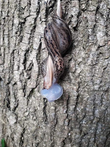 Leopard slugs at Bradfield Woods - Alex Lack