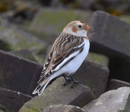 Snow bunting - Carl Earrye