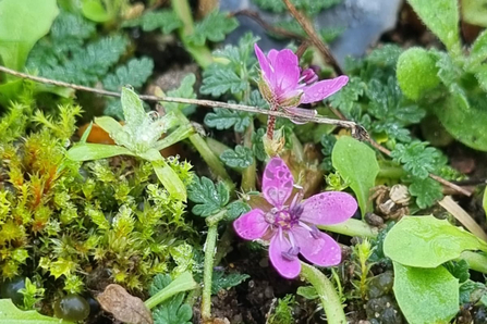 Common stork's-bill – Joe Bell-Tye 