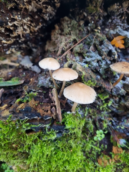 Common bonnets at Lackford Lakes - Joe Bell-Tye