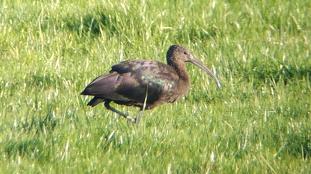 Glossy ibis at Carlton Marshes – Andrew Easton 