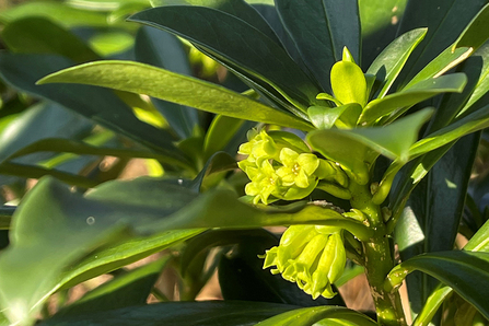 Spurge laurel at Foxburrow Farm – Steve Aylward 