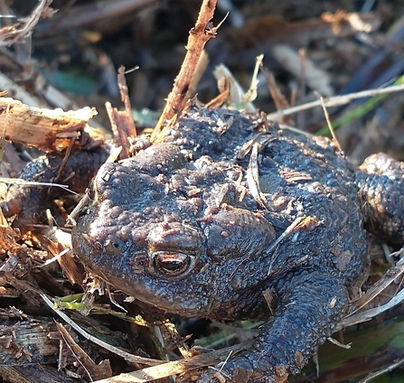 Common toad - Andy Hickinbotham 