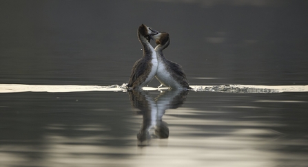 Great crested grebe weed dance