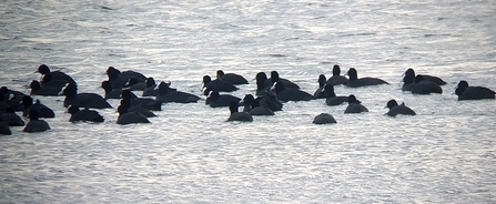 Raft of coots on Peto's Marsh - Andrew Easton 