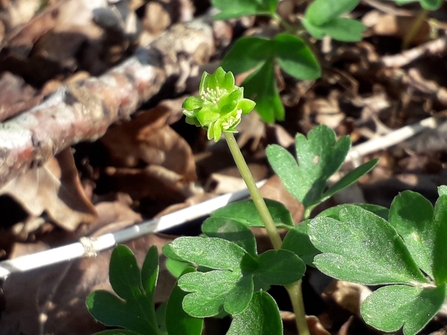 Moschatel at Redgrave & Lopham Fen – Debs Crawford 