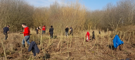 Withy bed management at Oulton Marshes – Lewis Yates 