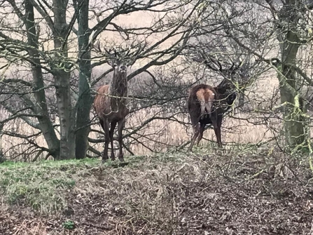 Red deer stags at Lound Lakes – Andrew Hickinbotham 