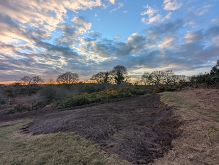 Heathland restoration - Jamie Smith