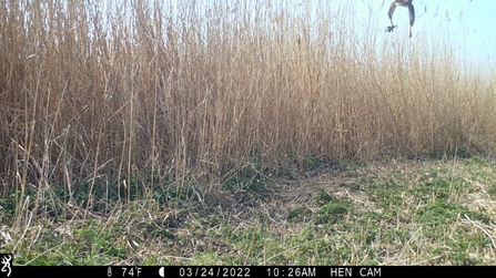 Marsh harrier legs caught on trail cam, Hen Reedbeds