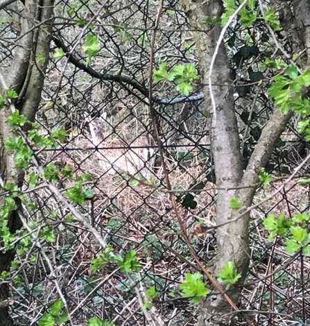 Fallow deer at Lound Lakes – Andrew Hickinbotham 