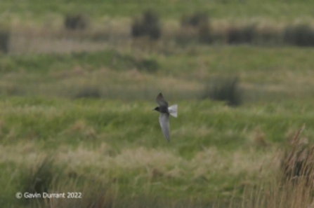 Black tern at Carlton Marshes - Gavin Durrant