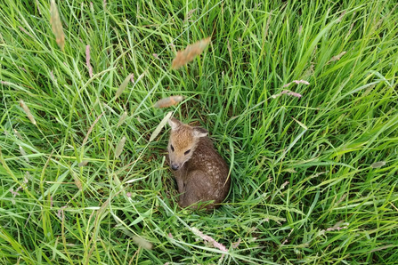 Chinese water deer fawn – Lewis Yates