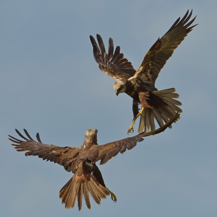 Marsh harriers at Castle Marshes - Gavin Durrant 