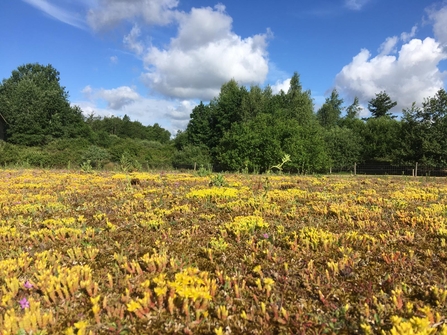 Biting stonecrop at Lackford - Will Cranstoun 