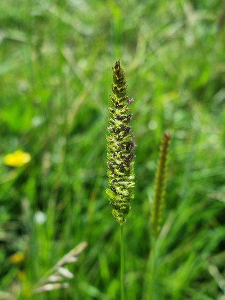 Crested dog’s tail at Black Bourn Valley – Joe Bell-Tye 