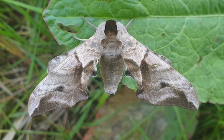 Eyed hawk moth - Dan Doughty