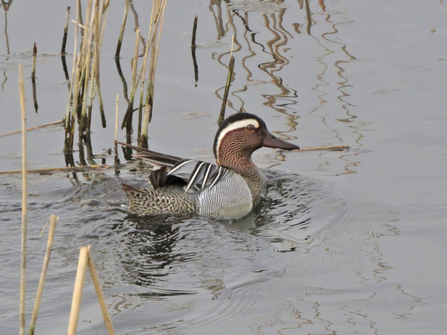 Garganey – Nigel Odin 