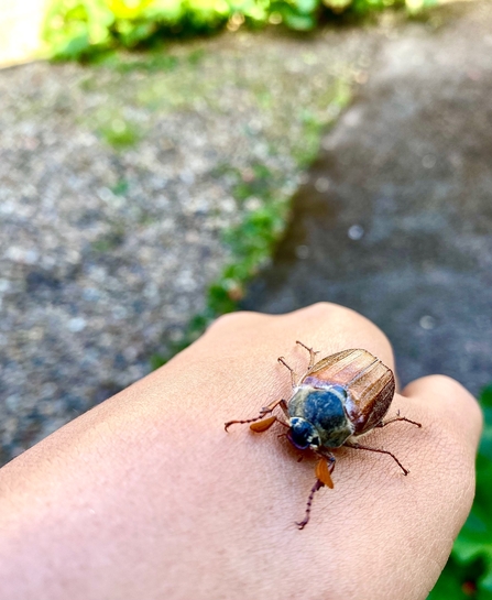 Cockchafer on Jamey's hand