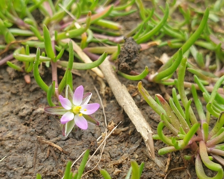 Lesser sea-spurrey at Dingle Marshes – Dan Doughty 