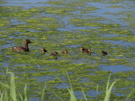 Pochard with ducklings - Nigel Odin 