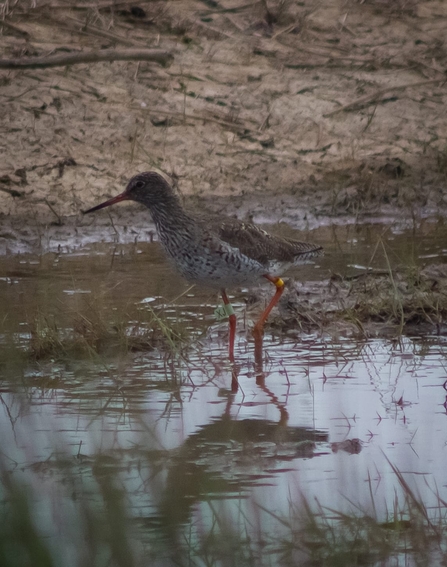 Ringed redshank – Gavin Durrant 