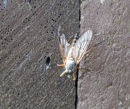 Snipe fly at Hen Reedbeds - Dan Doughty 